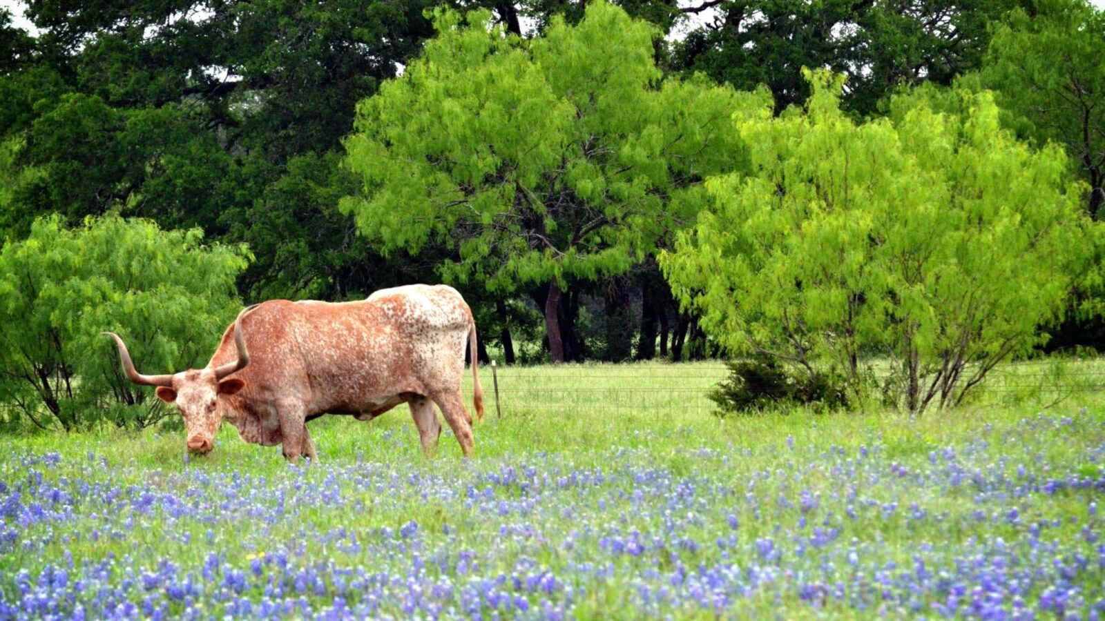 Longhorn,Standing,In,Bluebonnet,Field.,Taken,Near,Georgetown,,Texas.