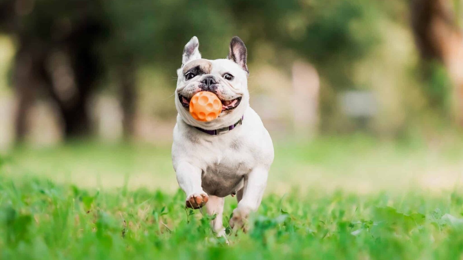 A,Dog,Runs,Through,The,Grass,With,A,Ball,In